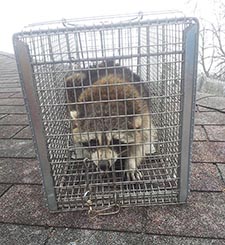 raccoon trapping Mukwonago