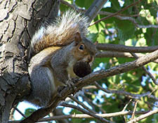 squirrels in attic Mukwonago